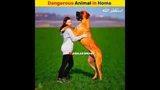 Dangerous Animals in Home | Arslan Speaks #shortsfeed #viral #facts #animals