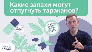 Какие запахи отпугивают тараканов? Что не любят тараканы? | Эфирные масла, травы, народные методы