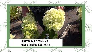 ГОРТЕНЗИЯ С САМЫМИ НЕОБЫЧНЫМИ ЦВЕТКАМИ