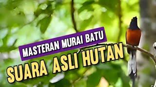 Masteran Murai Batu Suara Asli Hutan || Materi murai batu Hutan Suara Jernih !!