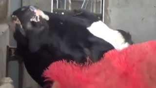 Cow Back Scratcher - Dutch Milk Cows get a Massage