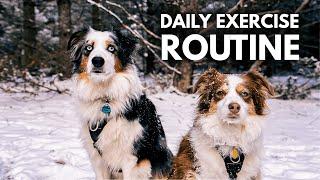 Mini Australian Shepherd Daily Exercise Routine