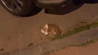 Abandoned stray dog curled up helplessly on road,tears falling,as if he’d lost all hope of survival.