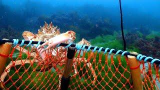 Aquarium Under The Boat 2022 - Underwater Film