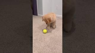 puppy playing with tennis ball #puppy #shorts #viral ##trending #animaltalestube