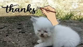 Little Baby Cats_Cute And Funny Cat Videos Compilation#babangulechanel