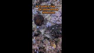 Tale of Two Turtles: Reef Romance With A Sad Ending