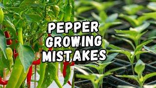 Avoid these mistakes when sowing chilli peppers