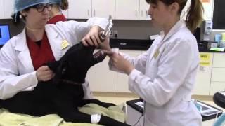 Canine Endotracheal Tube Placement  (Veterinary Technician Education)