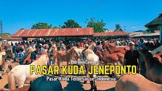 PASAR KUDA TOLO' JENEPONTO | pasar kuda terbesar se indonesia | harga 6 juta sampai 30 juta rupiah