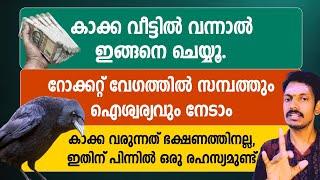 കാക്കകൾ വീട്ടിൽ വരുന്നത് ആഹാരത്തിന് വേണ്ടി മാത്രമല്ല.അതിനു പിന്നിൽ ഒരു രഹസ്യമുണ്ട്.