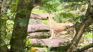 African Lion - Wild Africa @ SINGAPORE ZOO 2024