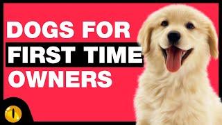 TOP 10 DOGS FOR FIRST TIME OWNERS