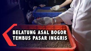 Wih... Belatung Asal Bogor Ini Tembus 24 Negara di Dunia