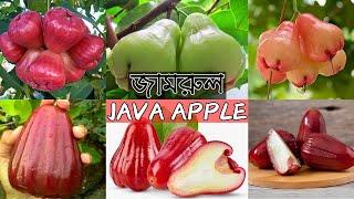 জামরুলের সেরা ৯টি জাত রেজ্জাক নার্সারিতে | Java Apple | Gardening Bangladesh