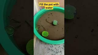 How to grow lotus tuber | Easy Lotus Growing Method For Beginners | Liang Li Lotus Potting