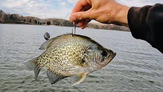 LIVE Crappie Gets SMASHED By HUGE Catfish