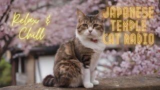 Relax & Chill -  Japanese Temple Cat Radio