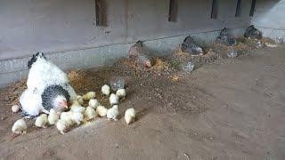 Hatching chickens from eggs naturally using five mother hens