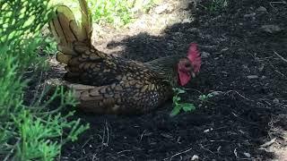 Jalapeño gets a rest #shorts #chickens