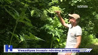 Veszélyes invazív növény jelent meg – ZTV Híradó 2023-07-05