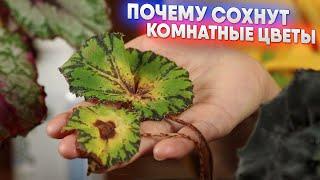 Почему сохнут комнатные цветы