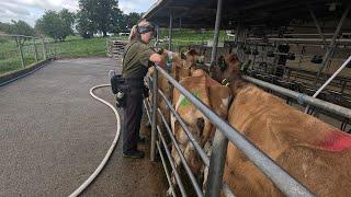 Scanning Anestrous Cows For Better Repro Results & I Need To Get My Maize Planted!