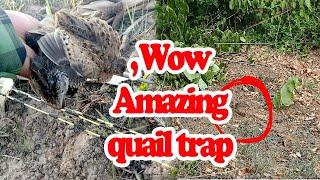 Easy quail trapping in the forest, bird trap in the field, quail trap in the farmland, Esp 00