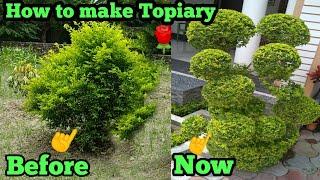 ये शानदार टोपयारी आपके बगीचे के लिए//Beautiful TOPIARY for your garden//  Best plant for topiary