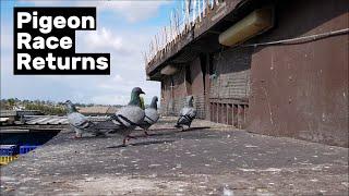 Race returns and worming the pigeons!