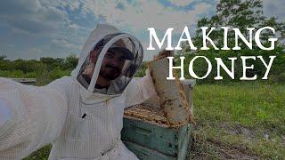 Optimizing Honey Production in a Commercial Operation!