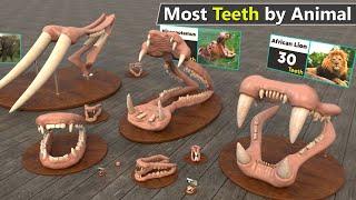 Which Animal has Most the Teeth | Number of teeth by Animal comparison