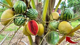The secret to breeding coconuts with watermelon is 100% successful using Coca-Cola
