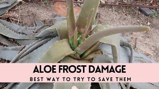 Aloe Recovery after Winter Storm