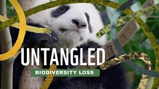 Untangled: Biodiversity loss - why should you care?