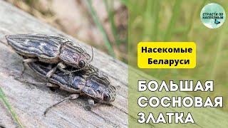 Большая сосновая златка. Как найти жука / Насекомые Беларуси