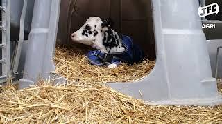 JFC Calf Hutch - Keep your calf clean, warm, and dry outdoors