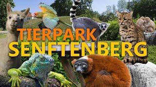 Tierpark Senftenberg: Ein überraschender kleiner Tierpark!