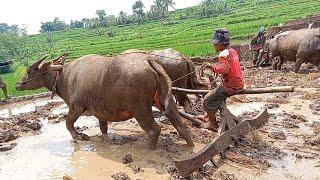 Si Kecil Pemberani Membajak Sawah Tradisional Dengan Kerbau, Suasana Pedesaan Lembur Sunda | Garut