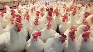 Amazing Modern Chicks Farming Technology, Breeding Methods Save for Farm Thousands Dollar