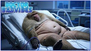 Obese Monkey Ate Himself to Death