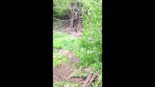 Grizzly Honey Suckle management tool removing several HoneySuckle bushes and a small tree