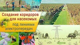 Создание зелёных коридоров под линиями электропередач!