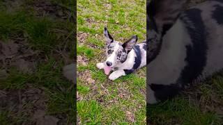 Kodi the Cardigan Welsh Corgi #dog #best #pets #animals #funny #beautiful #amazing #viral #shorts