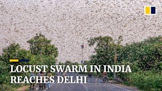 Locusts invade outskirts of India’s capital New Delhi