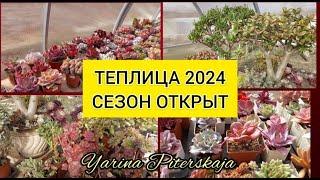 Мы переехали в теплицу 30 марта. Сезон открыт