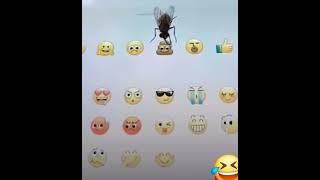 #funny #funnyfly #fly #insect