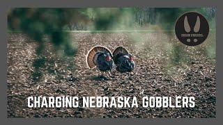Two Nebraska gobblers coming in hot! #turkeyhunting