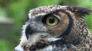 Owls I Science in the City I Exploratorium