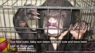 Sun Bear Rescue | BSBCC And Our Rescued Sun Bears | BSBCC